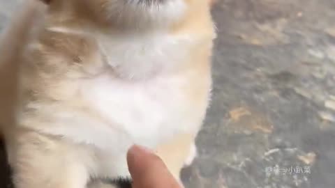 Dog's Comedy Videos 🤣 so cute videos and puppies comedy scenes 🤣 so cute 🥰🥰🥰🥰