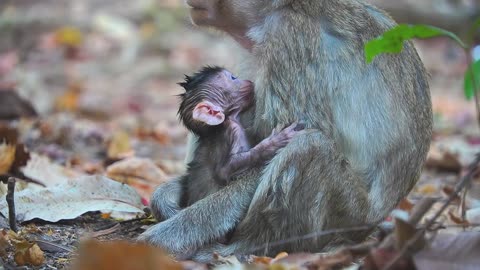 Mario newborn baby monkey