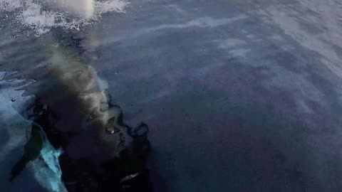 Dolphins Riding the Bow Wave of Our Sailboat