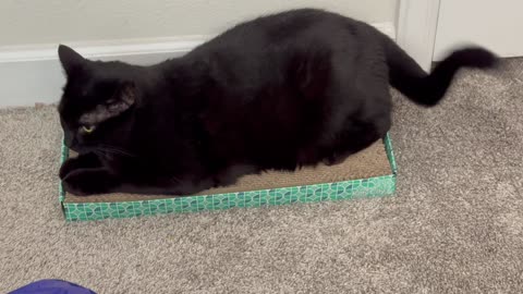 Cute Precious Piper Squggles Her Tail - Adopting a Cat from a Shelter Vlog