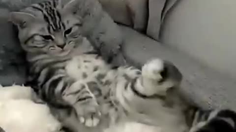 🐱 Funny cat videos | cute cats | Try not to laugh | Cat videos Compilation #shorts 🐈