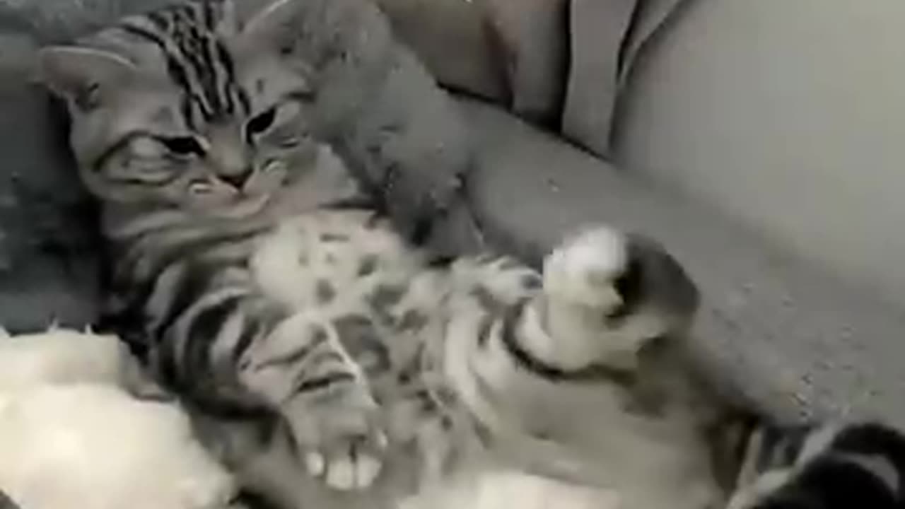 🐱 Funny cat videos | cute cats | Try not to laugh | Cat videos Compilation #shorts 🐈