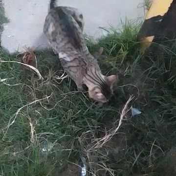 ¡Mi gato cazó un ratón! - Tacuarembó (03/01/2025)