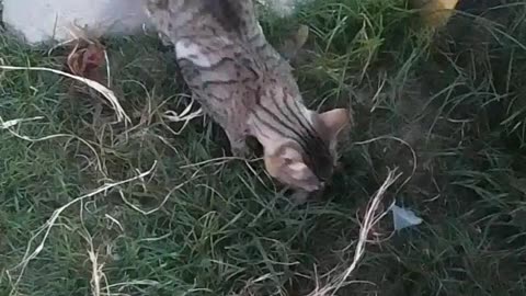 ¡Mi gato cazó un ratón! - Tacuarembó (03/01/2025)