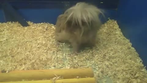 Peruvian guinea pig scratches, look the boy's lion mane! [Nature & Animals]