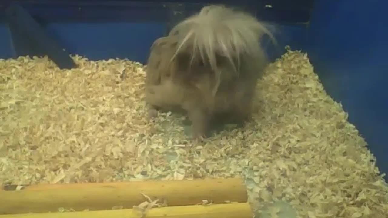 Peruvian guinea pig scratches, look the boy's lion mane! [Nature & Animals]