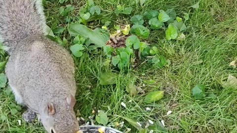 Woodland friend's squirrel lunch