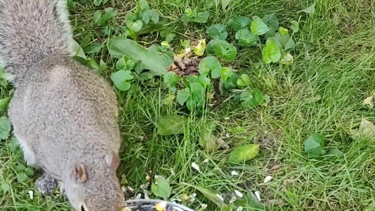 Woodland friend's squirrel lunch
