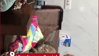 Punjab Horror: Daughter-in-Law Beats Elderly Mother-in-Law, Viral Video Sparks Outrage