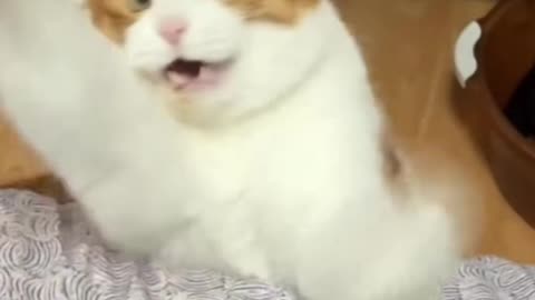 #funny #funnyvideos #cat #catsoft