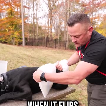 This Is The No.1 Secret Killer of Dogs