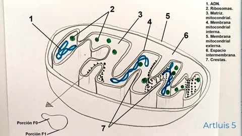 How to draw the mitochondria and its parts (read description)
