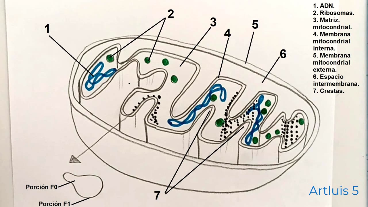 How to draw the mitochondria and its parts (read description)