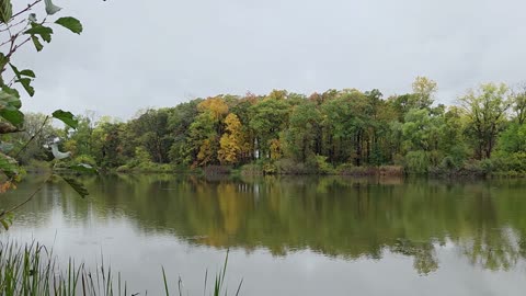 Neighborhood Pond on a Rainy Sunday