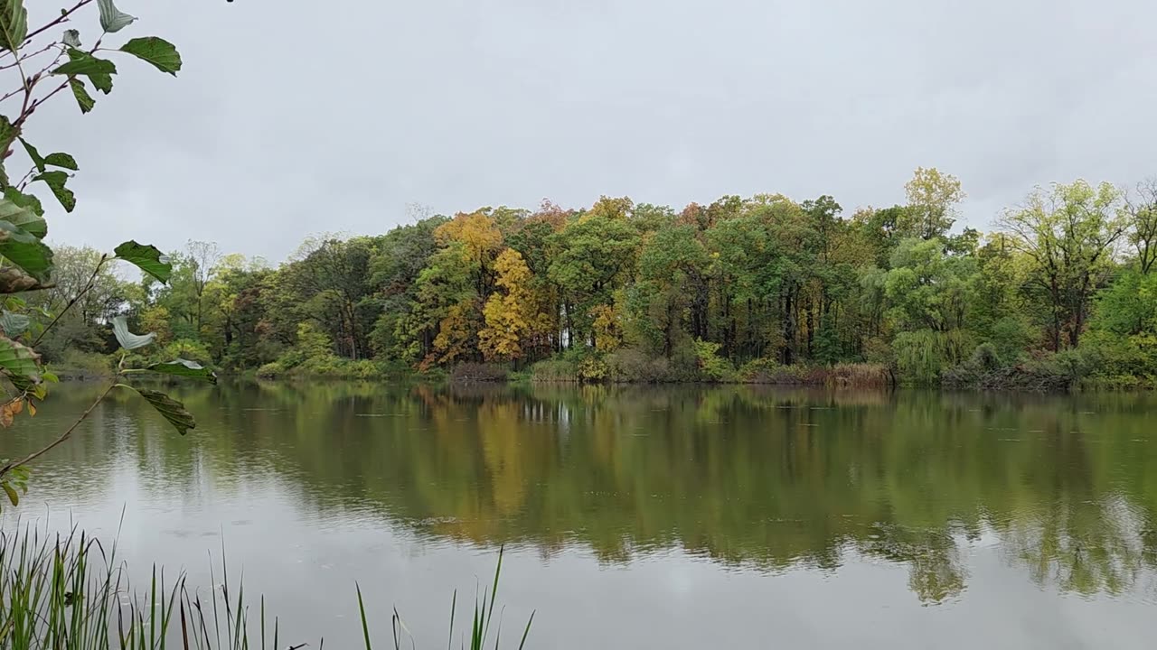 Neighborhood Pond on a Rainy Sunday