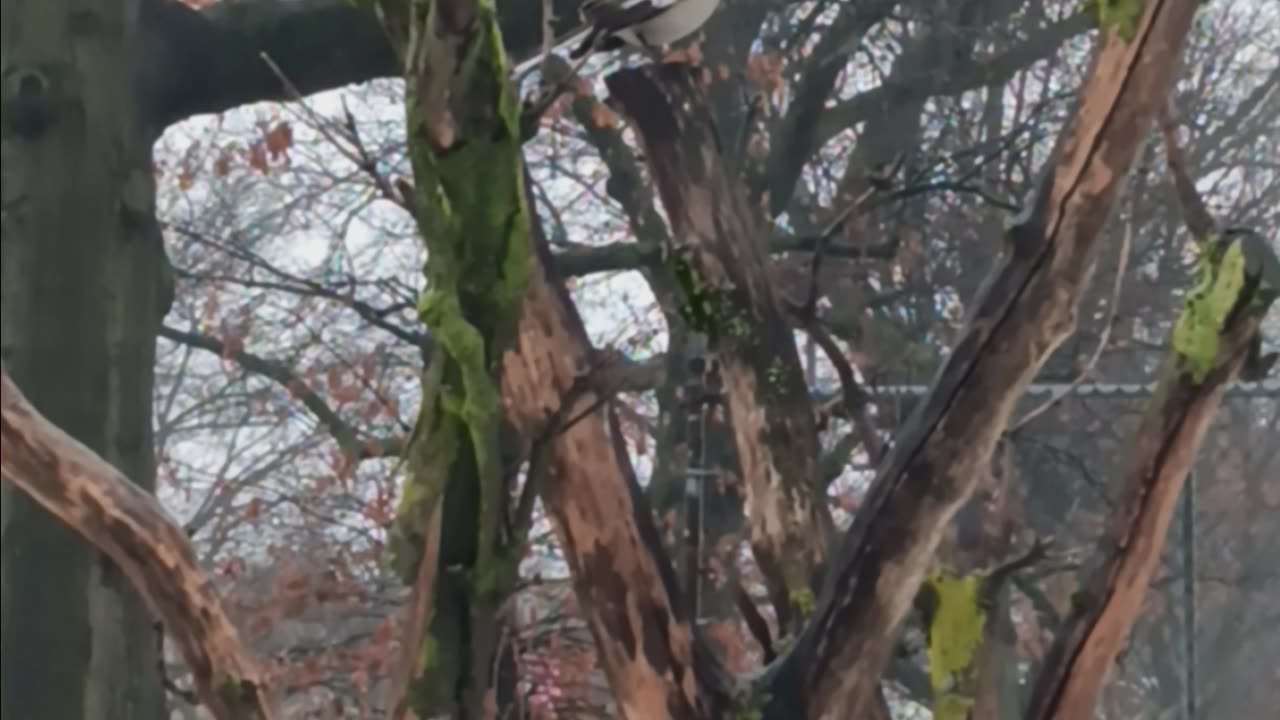 Thrush bird.