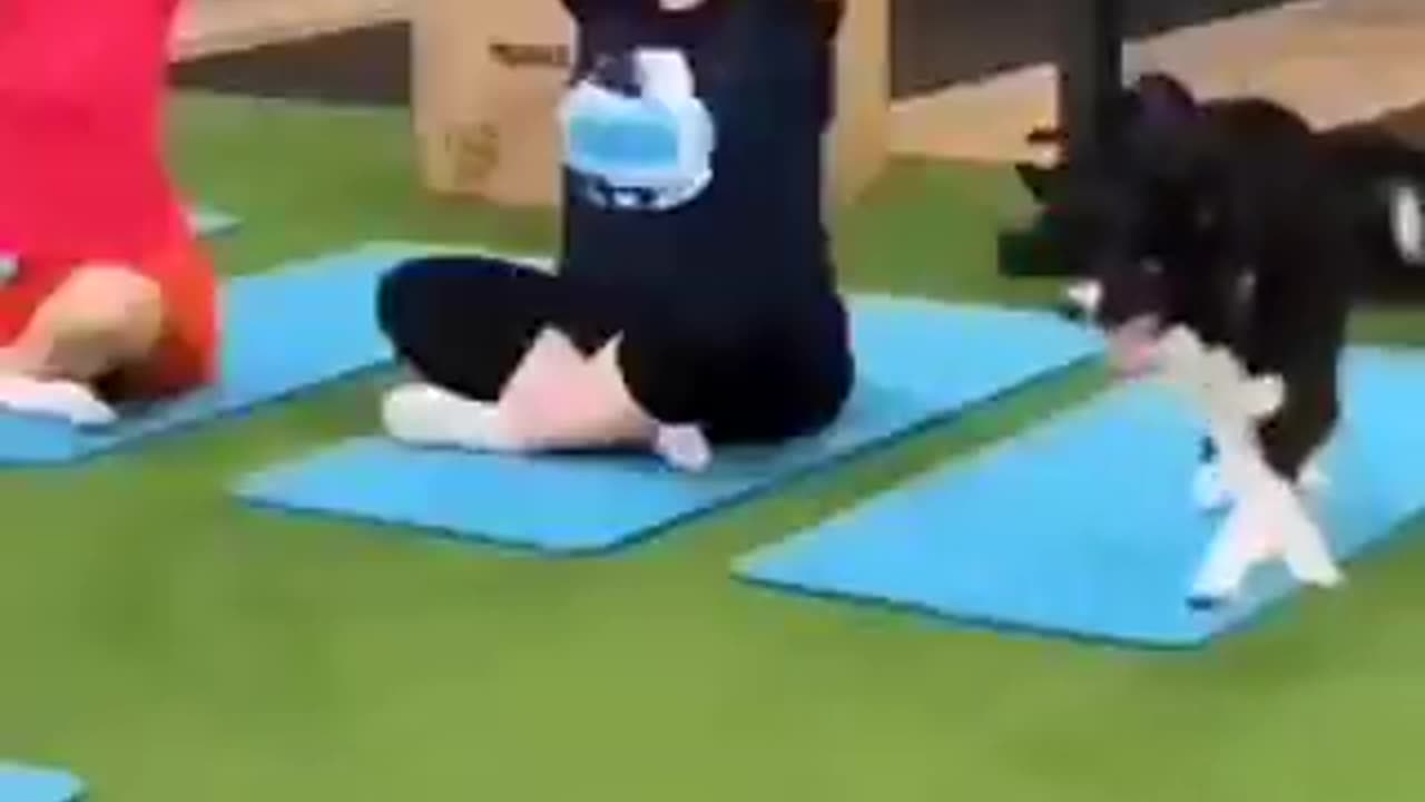 A new partner in yoga | funny video | crazy clips