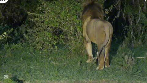 #"Magnificent Lion Couple: 😄#animal video #lion#safari#viral video #trending