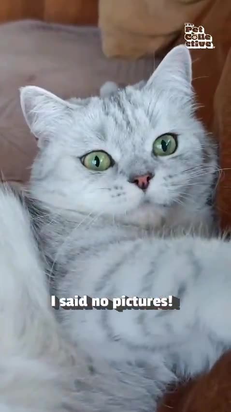 "Cat Says, 'Don't Take My Picture!' 🐾"