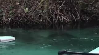 Racoon