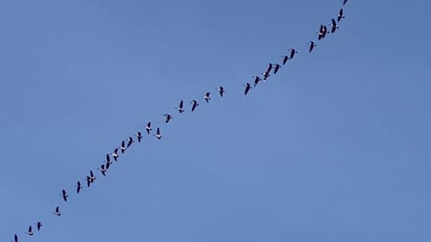 Canada Geese migrating South in early Spring