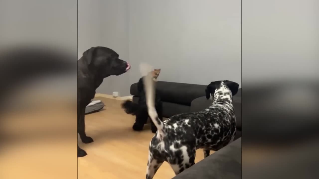 Hilarious Cats Video Compilation