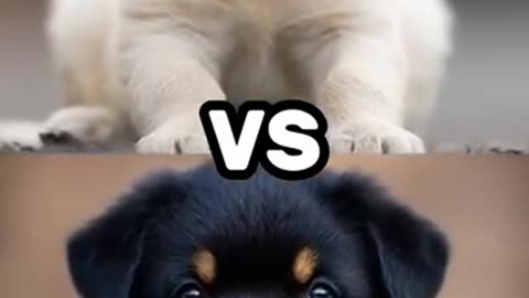 Who’s the ultimate pup in town?