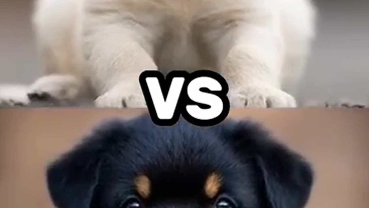 Who’s the ultimate pup in town?
