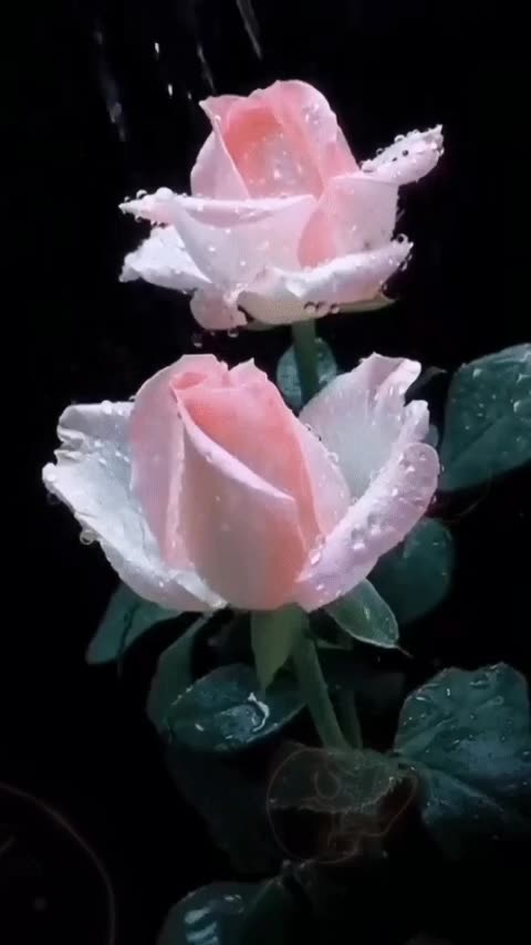 Funny videos funny birds nature beauty