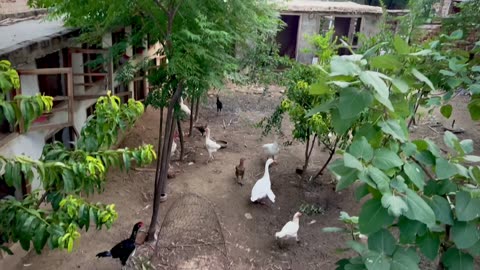 Aseel khan farm vlog