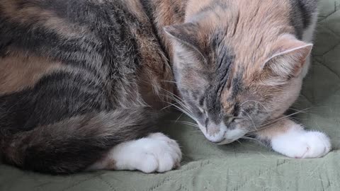Miss Kitty.