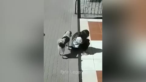 Funny dog ​​and cat