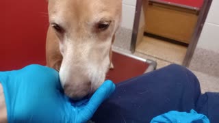 Mackie Boy 7y A876940 kennel 60 pod 3 PACC shelter lotsa smiles lovely boy givin me his❤️20251029436