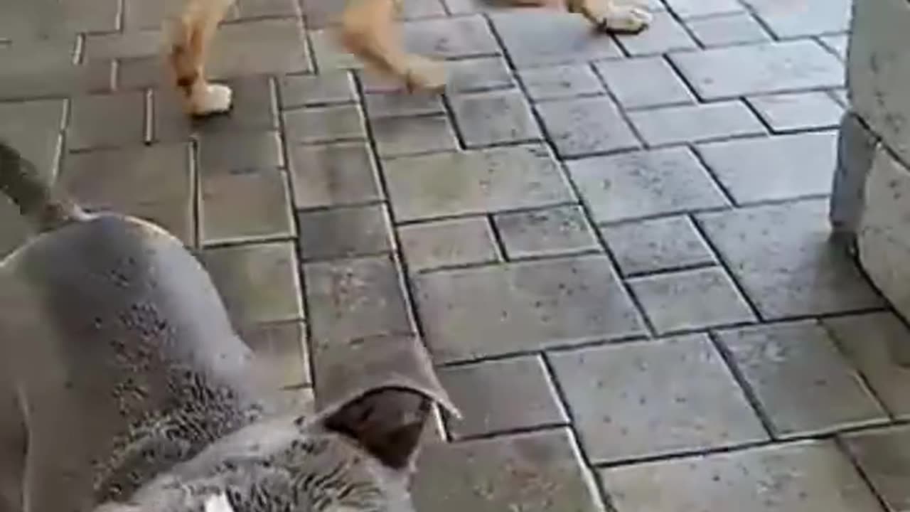 Splash Fun for Pups | Shop Pet Accessories Online at CurliTail