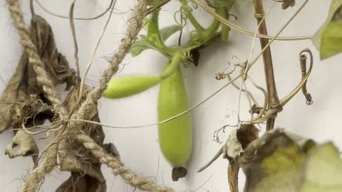 Bottle gourd wine in my garden