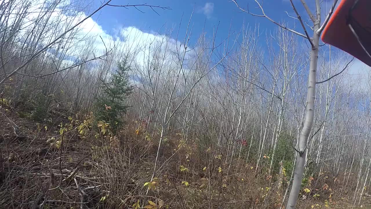 Amazing day in the Grouse woods with Ace.