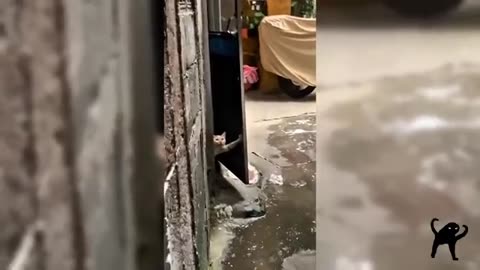 This is why cats are the best!!!