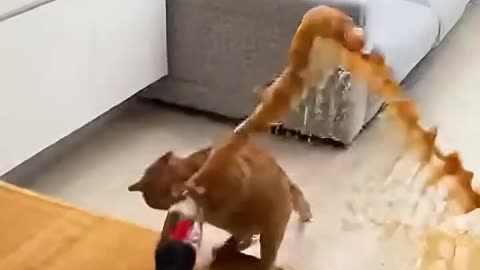 Catsoftiktok #CatLovers #cat #cute #FunnyCats #catcartoon #fyp