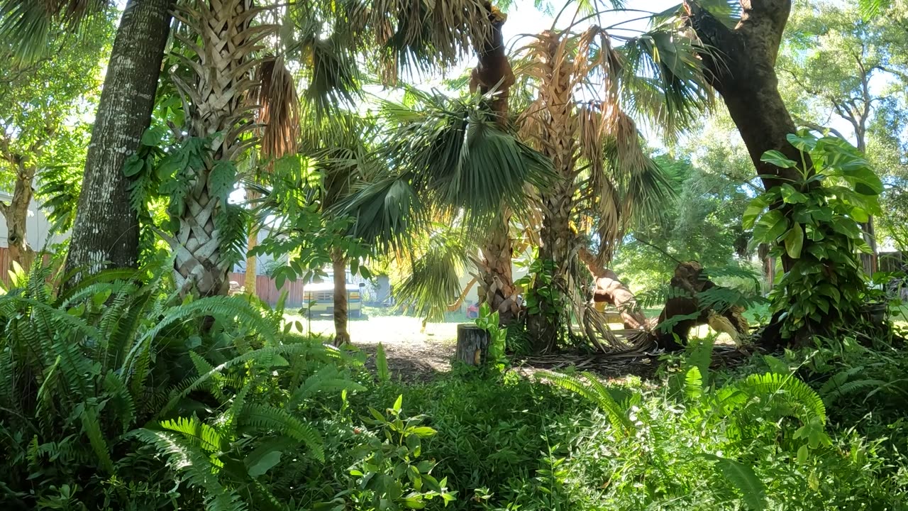 Stubborn Tree Limb