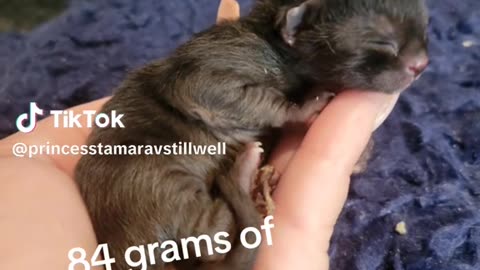 84 grams of sheer will