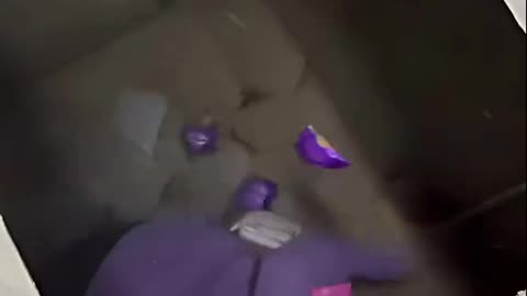 funny videos