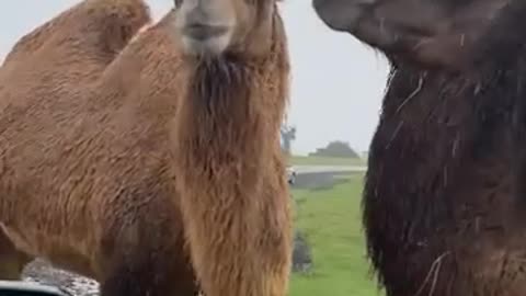 feeding camels