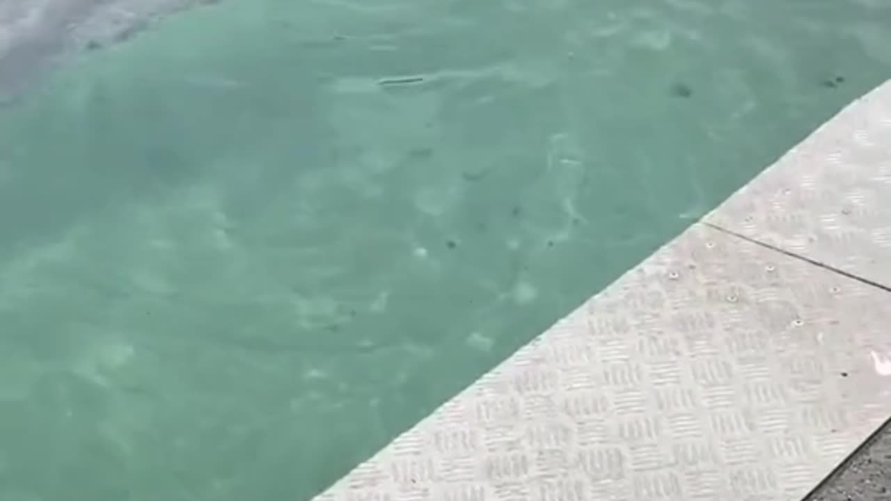 Dolphin playing