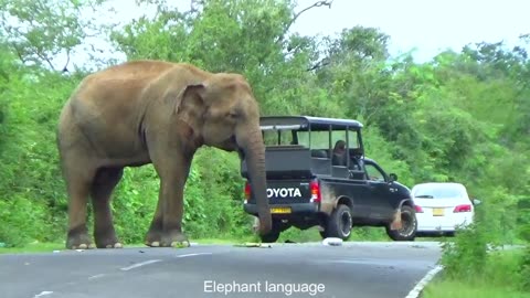 Wild Elephant Attack ArinLanka Army Vehicle