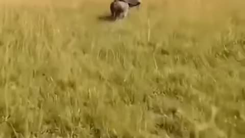 So funny 🤣😆 video of 🐖🐷 pig