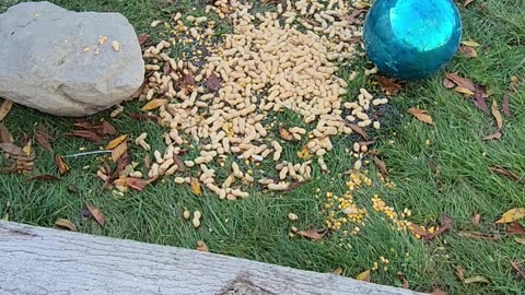 Blue Jays Raiding Whole Peanuts in a Blue Jay designated Area