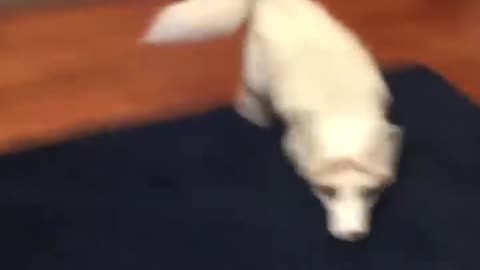 Funny Fox
