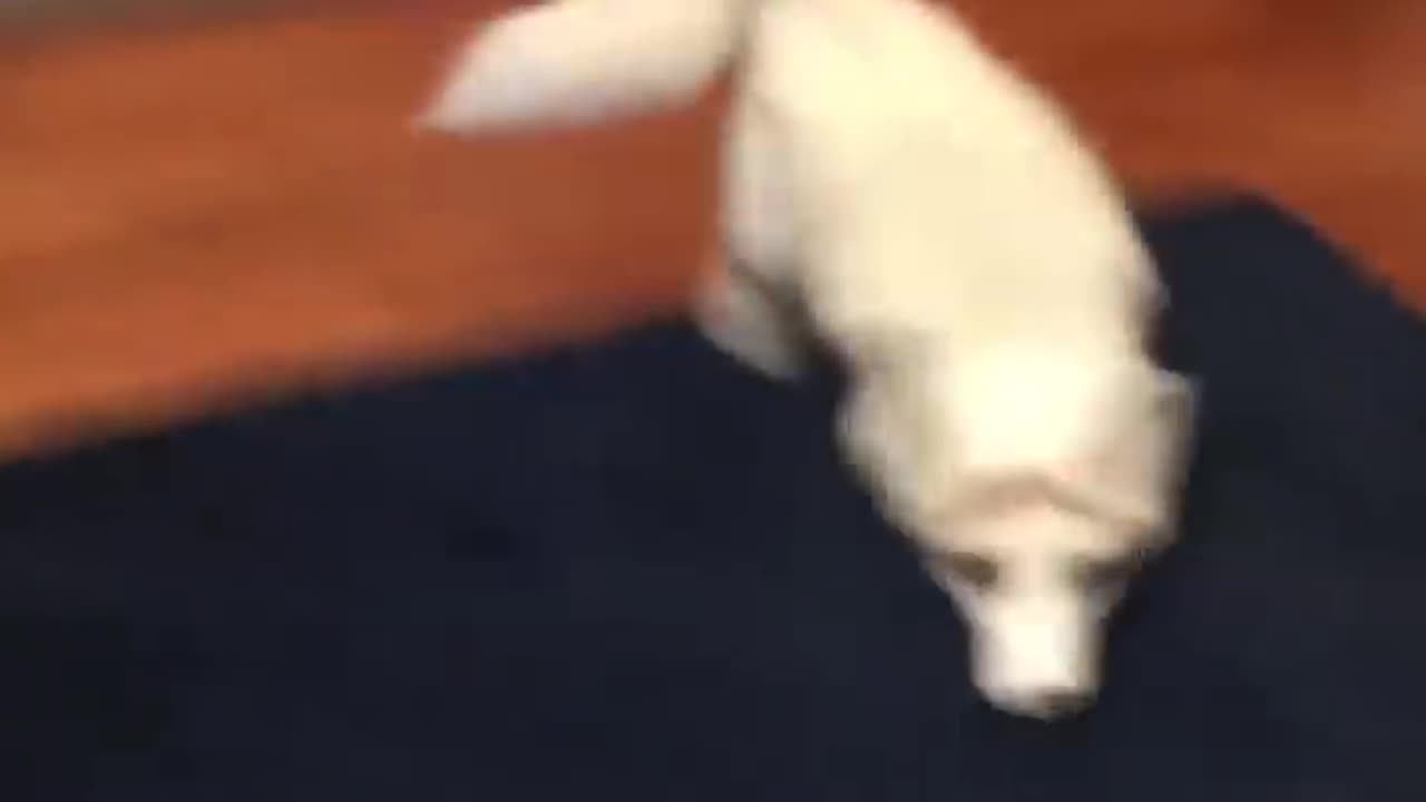 Funny Fox