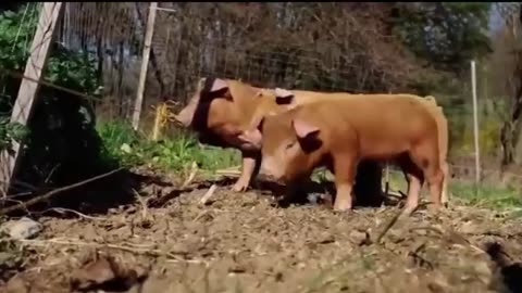 Animal Funny making sounds
