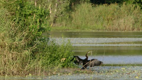 Secrets of Wild Australia: Series 1_The Waterhole